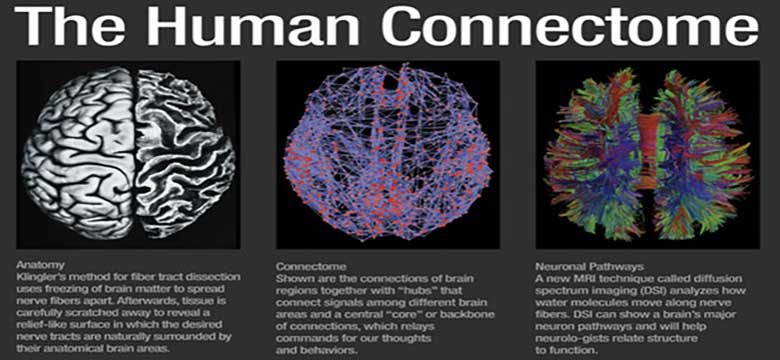 connettoma-umano